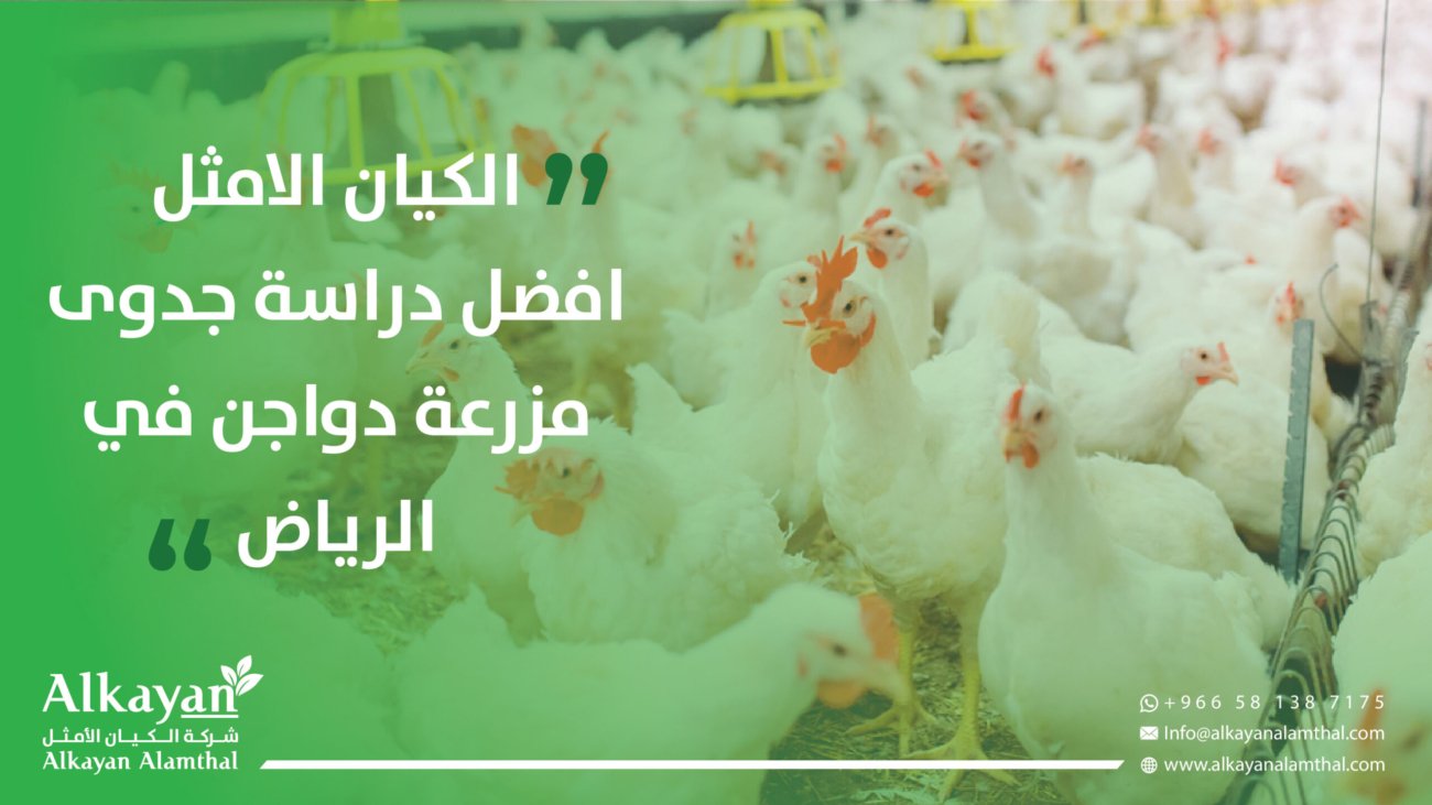 افضل دراسة جدوى مزرعة دواجن