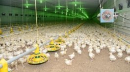 مشروع-مزرعة-دواجن-لاحم-مع-دراسة-جدوى-pdf-2